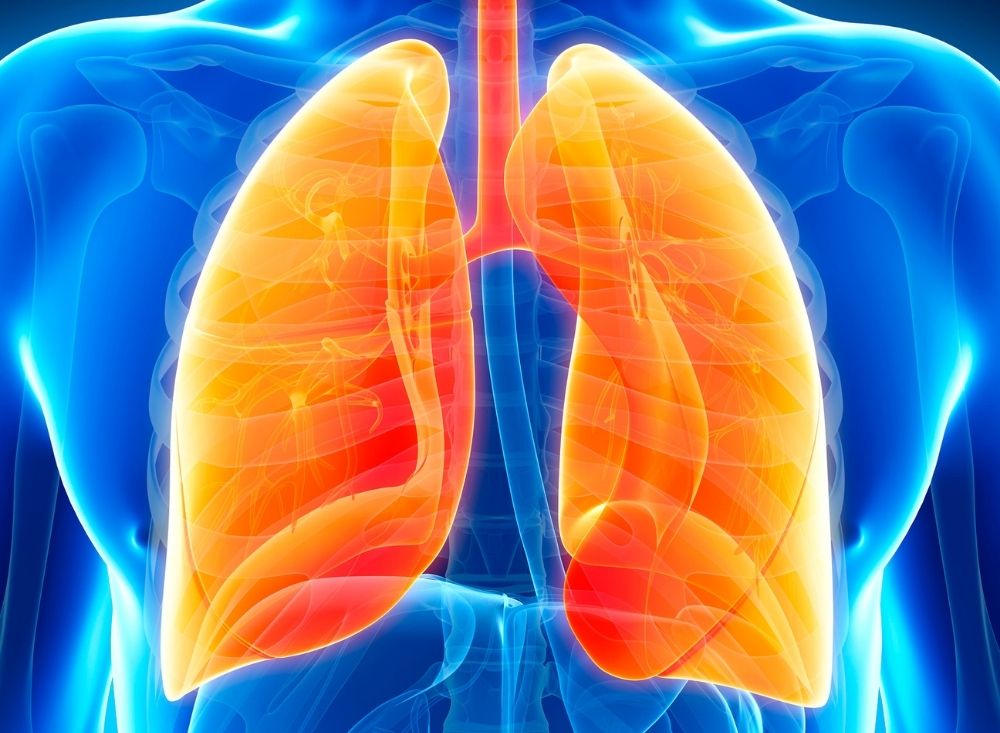 Lungs